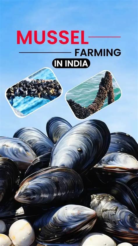 mussel farming methods|Manual on mussel farming.